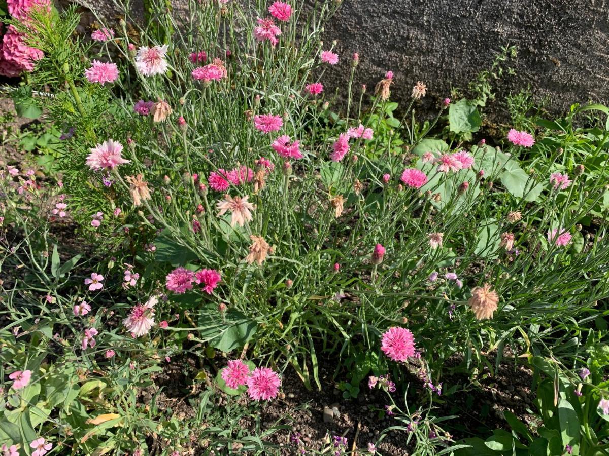 Les Jardins D'elise, Calme Et Verdure A Lure